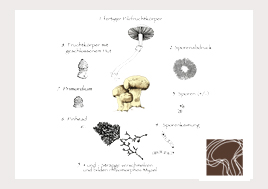 Lebenszyklus der Pilze Grafik